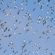 Hintergrundbild - Vogelschwarm