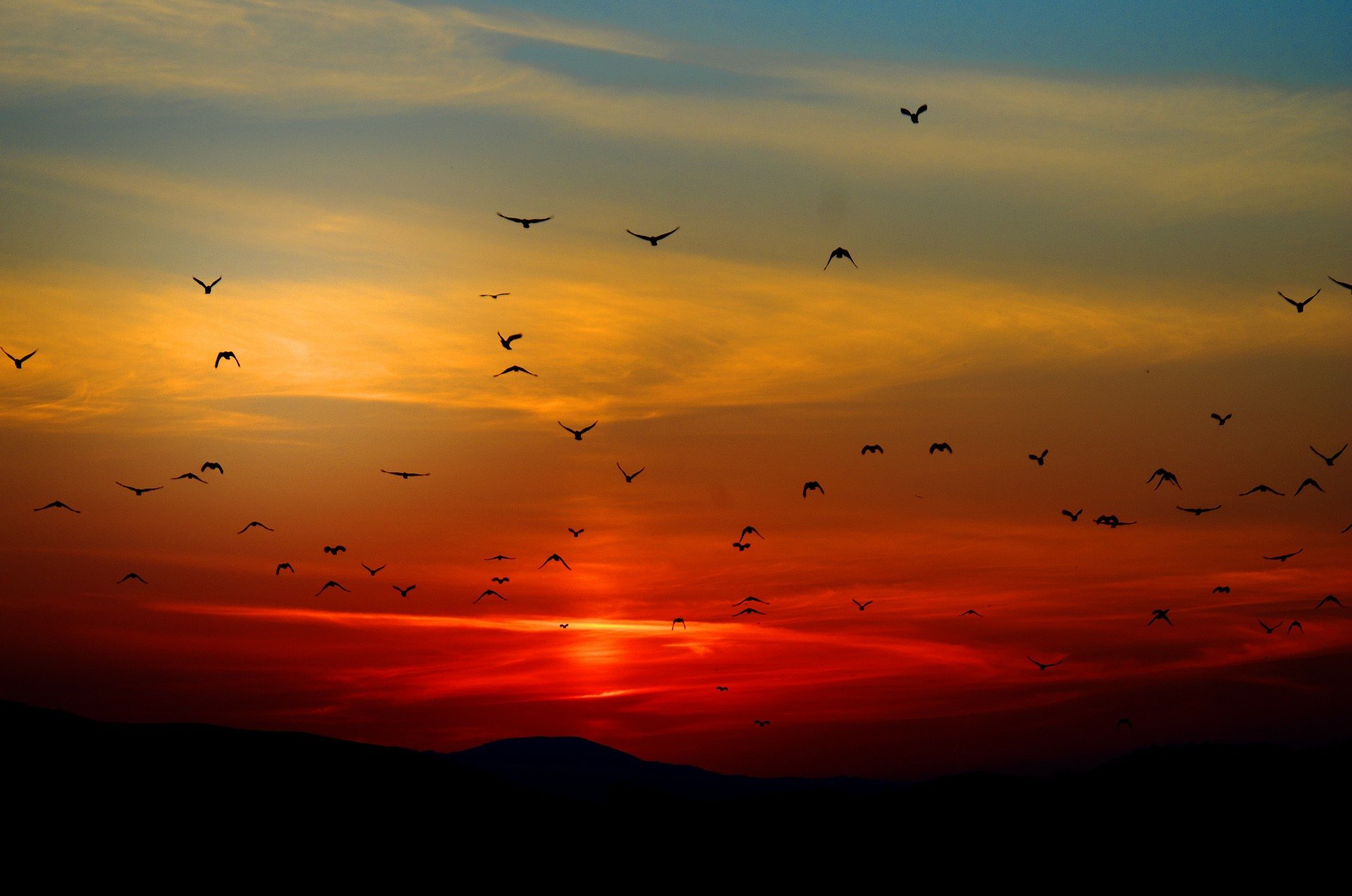 Hintergrundbild - Vögel im Sonnenuntergang