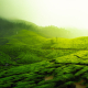 Hintergrundbild - Indisches Teefeld