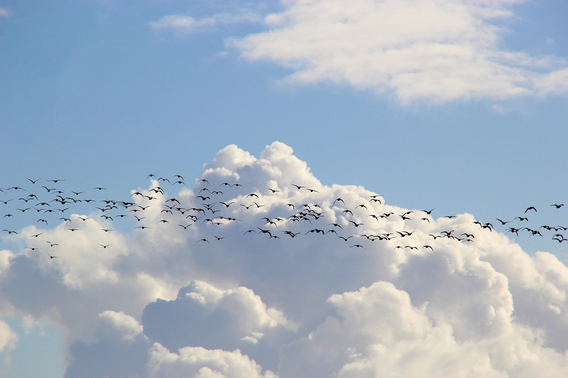 Hintergrundbild - Blauer Himmel mit Vogelschwarm
