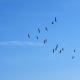 Hintergrundbild - Blauer Himmel mit Vogelschwarm